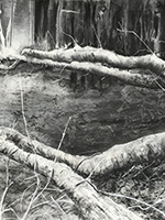 Fallen ash